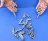 10 piece lot of North American Iguana small size legs cured in formaldehyde - Up to 5 inches long (from the top of leg to tip of claw) you will receive ones pictured for $1.00 each