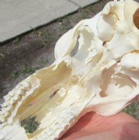 Wholesale Grade B African Impala Skull and Horns, damaged and discounted -  $80.00 each; 5 or more @ $72.00 each