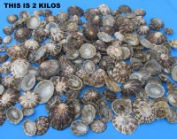 Wholesale Natural Brown Limpet shells (patella testudinaria) 1-1/4" to 2-1/2" - 20 kilos @ $12.00 kilo