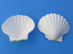 Wholesale Great Sca...