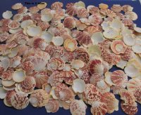 Wholesale Pecten lentigious scallop shells for crafts 2" to 3" - 2 Kilo bags @ $4.00/bag 