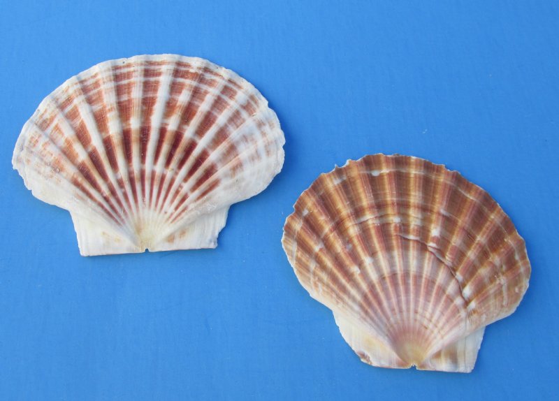Wholesale Irish Flats Great Scallop Shells