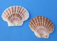 Wholesale Irish Flat Shells Great Scallop 4 inches to 5 inches - 400 pcs @ $.45 each