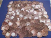 Wholesale Mexican Flats shells, San diego Scallops, Pecten diegensis 2-1/2" to 3-1/2" - Case of 20 kilos @ $4.50 kilo (44 pounds)