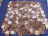 Wholesale Mexican Flats shells, San diego Scallops, Pecten diegensis 2-1/2" to 3-1/2" - 2 kilo bag @ $10/bag