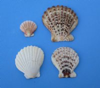 Wholesale Pecten Radula shells measuring 2 inch to 3-1/4 inch - 20 kilos @ $1.25/kilo