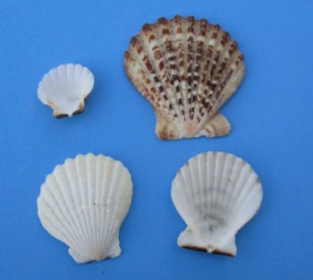 Wholesale Pecten Radula shells measuring 2 inch to 3-1/4 inch - 20 kilos @ $1.25/kilo
