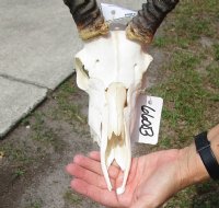 Wholesale Grade B African Impala Skull and Horns, damaged and discounted -  $80.00 each; 5 or more @ $72.00 each
