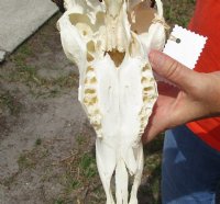Wholesale Grade B African Impala Skull and Horns, damaged and discounted -  $80.00 each; 5 or more @ $72.00 each