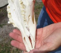 Wholesale Grade B African Impala Skull and Horns, damaged and discounted -  $80.00 each; 5 or more @ $72.00 each