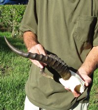 13 inch Female Blesbok Horns on Skull Plate for $45.00 