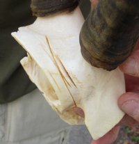 13 inch Female Blesbok Horns on Skull Plate for $45.00 