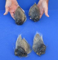 4 piece lot of Wild Boar ears measuring 5-1/2 to 6 inches long - $10