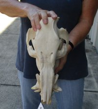 14 inch African Bush Pig Skull, Potamochoerus larvatus - you are buying the one pictured for $125.00 (damage to back of skull, missing some teeth)