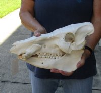 14 inch African Bush Pig Skull, Potamochoerus larvatus - you are buying the one pictured for $125.00 (damage to back of skull, missing some teeth)