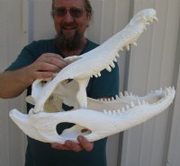 20 inch Florida Alligator Skull from an estimated 11 foot gator - You are buying the gator skull shown for $215 (pathology on snout, missing some teeth)