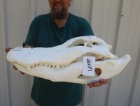 20 inch Florida Alligator Skull from an estimated 11 foot gator - You are buying the gator skull shown for $215 (pathology on snout, missing some teeth)
