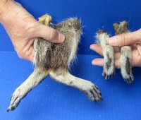4 piece lot of North American Raccoon legs cured in formaldehyde, measuring 7 to 9 inches in length -  $10/lot