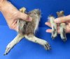 4 piece lot of North American Raccoon legs cured in formaldehyde, measuring 7 to 9 inches in length -  $5/lot