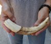 10-1/2 inch Warthog Tusk, Warthog Ivory from African Warthog .55 lb and approximately 60% solid (You are buying the tusk in the photo) for $55.00 