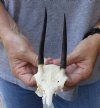 Steenbok Skull plate and Horns measuring 4 inches long - You are buying the Steenbok skull and horns pictured for $40.00