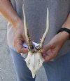Roe Deer Skull plate and horns 6 inches tall and 4 inches wide - review photos  (You are buying the skull plate and horns shown) for $40