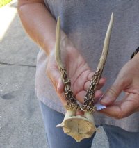Roe Deer Skull plate and horns 6 inches tall and 4 inches wide for $40