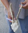 Roe Deer Skull plate and horns 7 inches tall and 4 inches wide - review photos  (You are buying the skull plate and horns shown) for $40