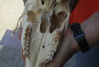 #2 grade Bushbuck Skull and Horns 12 inches - Review all photos. You are buying the skull and horns shown for $60.00 (damaged nose and excess glue on skull)