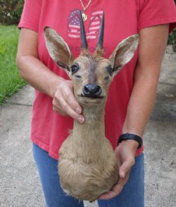 Real African Grey Duiker Shoulder mount (Sylvicapra grimmia) 18 inches tall for $325.00 (Signature Required)
