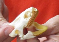 Huge Map Turtle Skull 2-1/2 inches for $34