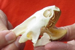 Huge Map Turtle Skull 2-3/4 inches for $34