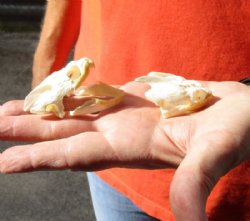 Two Common North American Snapping Turtle Skulls 2 and 2-1/4 inches long and 1-1/4 inch wide for $50.00