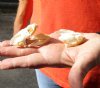 Two Common North American Snapping Turtle Skulls 2 and 2-1/4 inches long and 1-1/4 inch wide (You are buying both the skulls shown) for $50.00