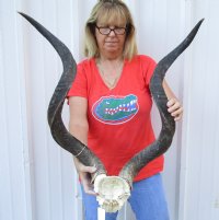 Kudu horns on skull plate measuring approximately 39-40 inches - You are buying the one pictured for $150.00 (split at base of horn)