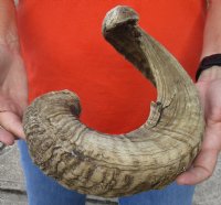 #2 Grade Sheep Horn 25 inches measured around the curl $15  