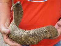 #2 Grade Sheep Horn 23 inches measured around the curl $15 