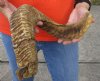 #2 Grade Sheep Horn 29 inches measured around the curl $15 (You are buying this damaged/discounted horn - review all photos.) 