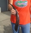 Polished Kudu horn for sale measuring 17 inches, for making a shofar.  You are buying the horn in the photos for $32