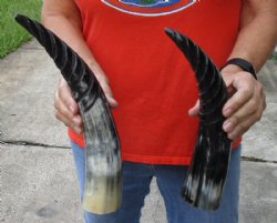 2 pc lot of Spiral Carved Polished Cattle/Cow Horns, 12 and 14 inches for $25/lot 