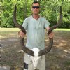 Kudu Skull for Sale with 49 and 50 inch Horns - You are buying this one for $350 (Damage on bottom of skull, drill holes at base of horns, worm holes, missing some teeth)