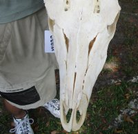 Kudu Skull for Sale with 49 and 50 inch Horns - You are buying this one for $350 (Damage on bottom of skull, drill holes at base of horns, worm holes, missing some teeth)