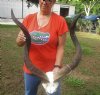 Kudu horns measuring approximately 37-38 inches on polished skull plate  - You are buying the one pictured for $125.00 (Odd shaped horn)