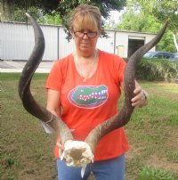 Kudu horns measuring approximately 37-38 inches on polished skull plate for $125.00 