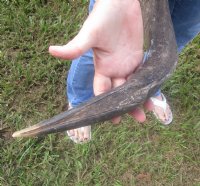 Kudu horns measuring approximately 37-38 inches on polished skull plate for $125.00 