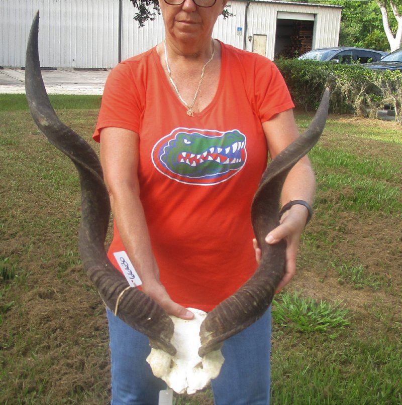Kudu horns on skull plate