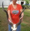 Kudu horns measuring approximately 29 and 34 inches on skull plate for $115.00 