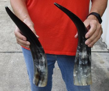 2 pc lot of Polished Water Buffalo Horns measuring 15-3/4 and 17 inches long $20/lot