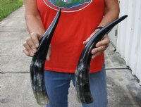 2 pc lot of Polished Water Buffalo Horns measuring 15-3/4 and 17 inches long $20/lot