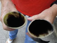 2 pc lot of Polished Water Buffalo Horns measuring 15-3/4 and 17 inches long $20/lot